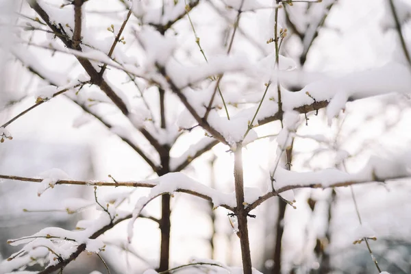 Der erste Schnee klebte an den Ästen der Bäume. Frost und kalter Tag. — Stockfoto