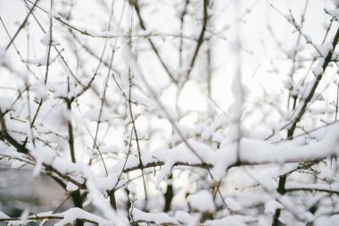 İlk kar ağaçların dallarında sıkışmış. Frost ve soğuk gün.