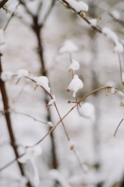 Primeira neve presa nos ramos das árvores. Gelo e dia frio . — Fotografia de Stock