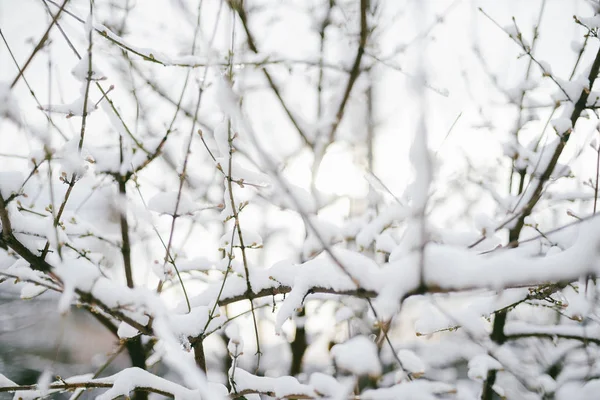 Första snön fastnar på trädgrenar. Frost och kyla dag. — Stockfoto