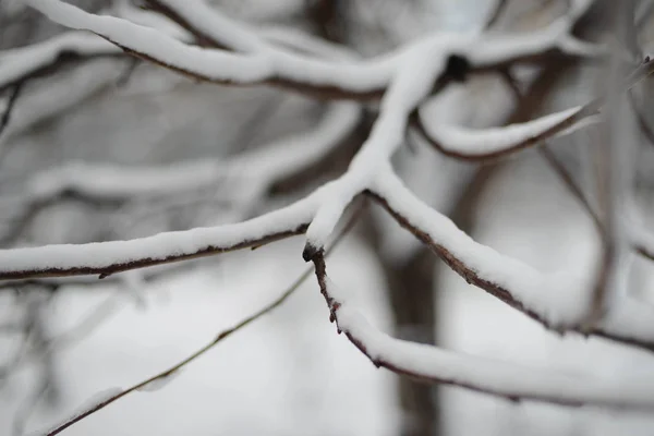 Första snön fastnar på trädgrenar. Frost och kyla dag. — Stockfoto