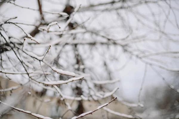 Första snön fastnar på trädgrenar. Frost och kyla dag. — Stockfoto