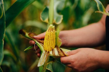 Mısır koçanı Mısır alan elinde tutan çiftçi. A yakın çekim bir