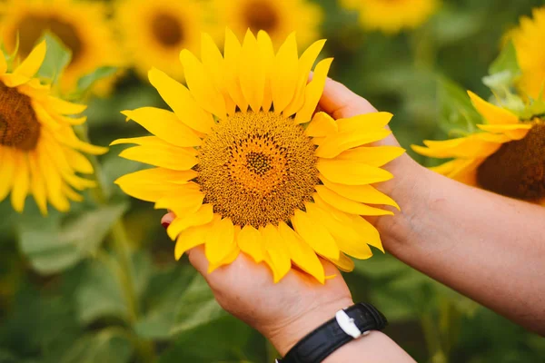 Ayçiçeği tarlası. Ve gün batımında ayçiçeği yakın çekim. Doğa