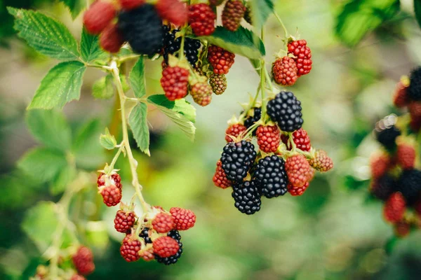 在主要的收获季节与热身活动来采摘黑莓手 — 图库照片