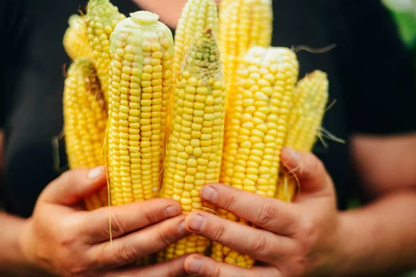 Agricultor sosteniendo mazorcas de maíz en la mano en el campo de maíz. Un primer plano de un —  Fotos de Stock