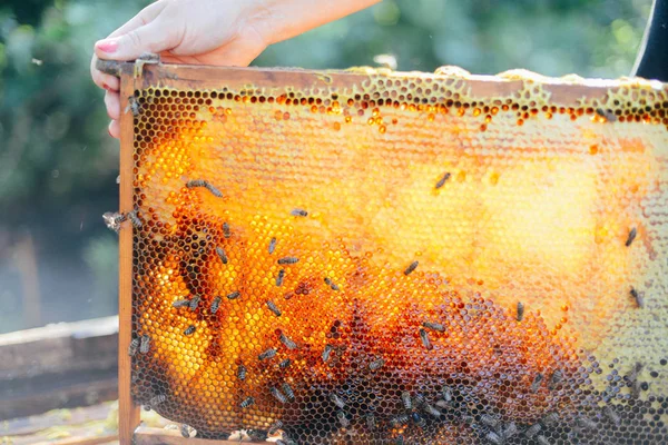 Molduras de uma colmeia de abelhas. Apicultor a colher mel. O fumante de abelha — Fotografia de Stock