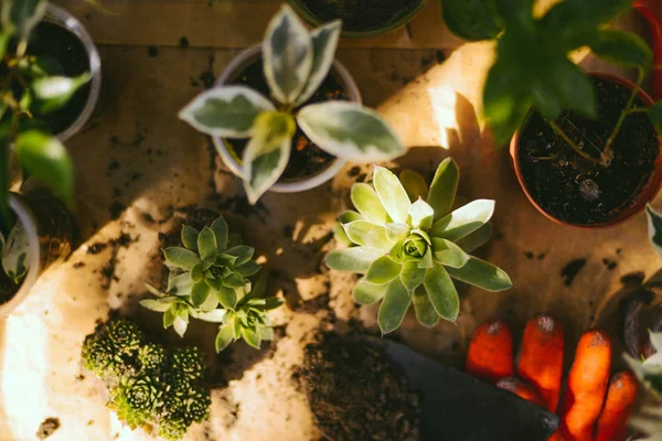 Bahçıvanlar, saksıya çiçek ekerek toprak ya da toprak ekerler..