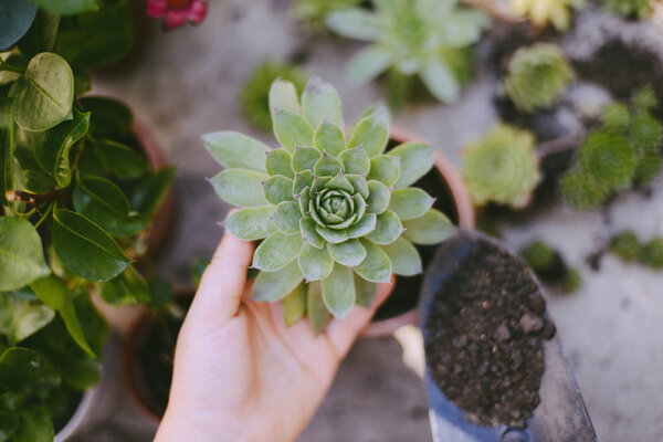 Gardeners Hand Planting Flowers Pot Dirt Soil — Stock Photo, Image