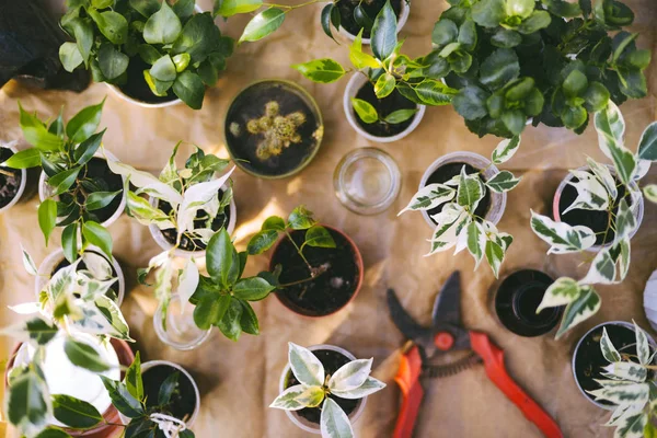 Giardinieri Mano Piantare Fiori Vaso Con Sporcizia Terreno — Foto Stock