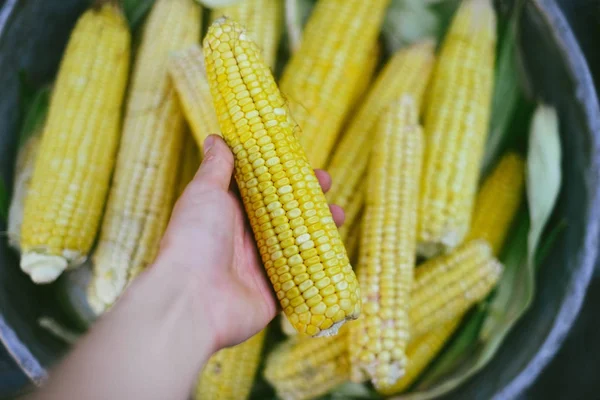 Свежая кукуруза на початках на деревенском деревянном столе, крупный план — стоковое фото