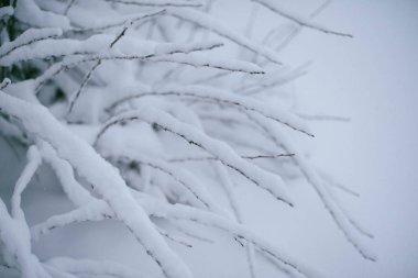 Güzel kış woods, karla kaplı ağaç brançlardan kapat