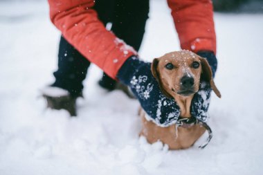 Köpek bir soğuk kışın oynamaya Dachshund ishal kar