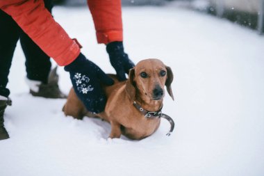 Köpek bir soğuk kışın oynamaya Dachshund ishal kar