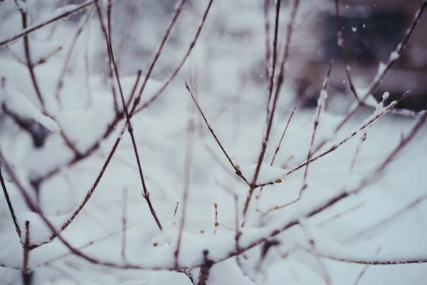 Vackra vinter woods, nära upp träd bruncher täckt med snö — Stockfoto