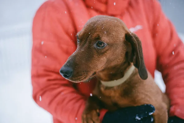 Dog Dachshund Runs Playing on Snow in Winter on a Cold — Stock Photo, Image