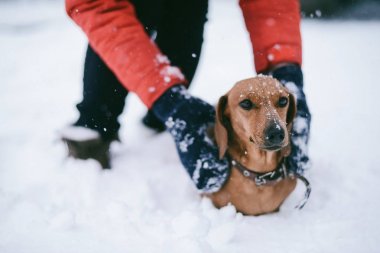 Köpek bir soğuk kışın oynamaya Dachshund ishal kar