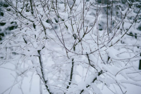 Vackra vinter woods, nära upp träd bruncher täckt med snö — Stockfoto