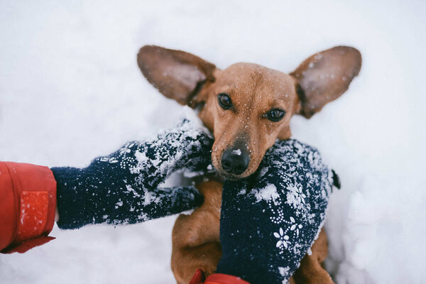 Dog Dachshund Runs Playing on Snow in Winter on a Cold Royalty Free Stock Photos