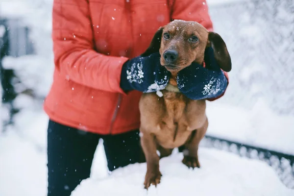 Dog Dachshund Runs Playing on Snow in Winter on a Cold — Stock Photo, Image