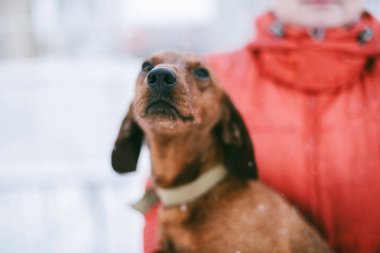 Köpek bir soğuk kışın oynamaya Dachshund ishal kar