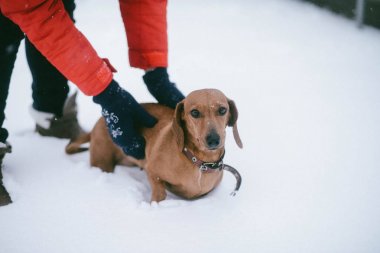 Köpek bir soğuk kışın oynamaya Dachshund ishal kar