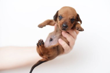 Dachshund Köpek yavrusu portre üzerinde beyaz backgraund