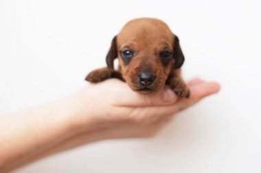 Dachshund Köpek yavrusu portre üzerinde beyaz backgraund daksund köpek por