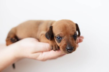 Dachshund Köpek yavrusu portre üzerinde beyaz backgraund daksund köpek por