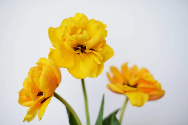 Buket tulip yang indah — Stok Foto