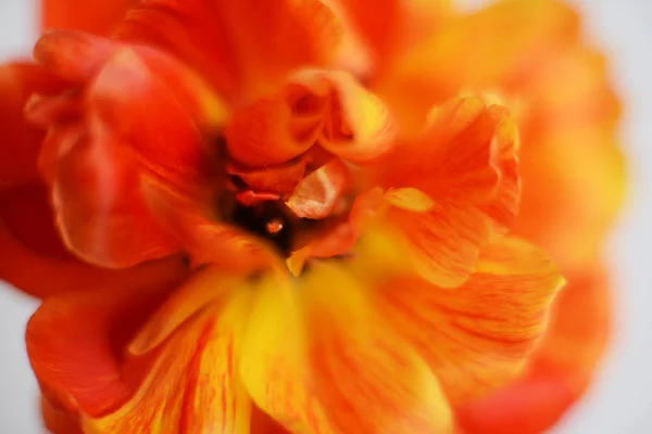 Bukiet pięknych tulipanów — Zdjęcie stockowe