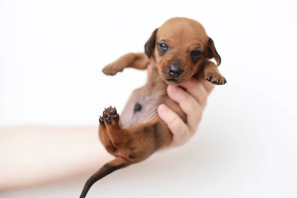 Dachshund puppy portrait on white backgraund — Stock Photo, Image