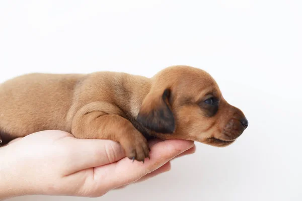 Dachshund Köpek yavrusu portre üzerinde beyaz backgraund — Stok fotoğraf