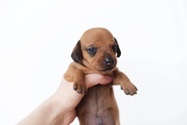 Retrato de cachorro dachshund no cachorro dachshund branco backgraund por — Fotografia de Stock
