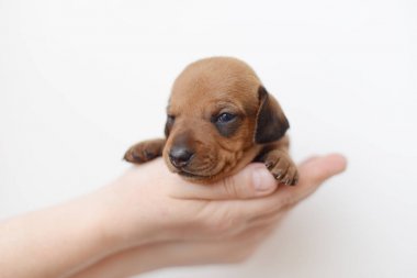 Dachshund Köpek yavrusu portre üzerinde beyaz backgraund