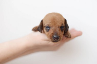 Dachshund Köpek yavrusu portre üzerinde beyaz backgraund