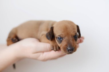 Dachshund Köpek yavrusu portre üzerinde beyaz backgraund