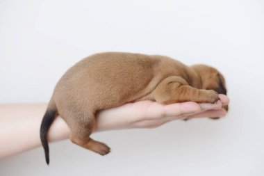 Dachshund Köpek yavrusu portre üzerinde beyaz backgraund