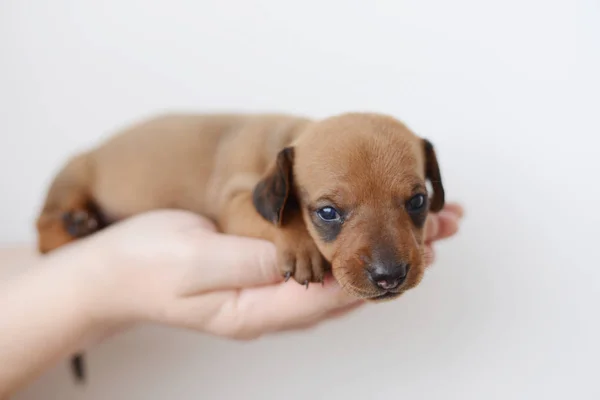 白い背景のダックスフンド子犬の肖像画 — ストック写真