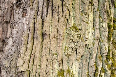 Yaşlı bir ağaç kabuğu yosun kaplı