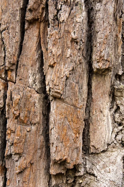 Пористая Кора Старого Дерева — стоковое фото