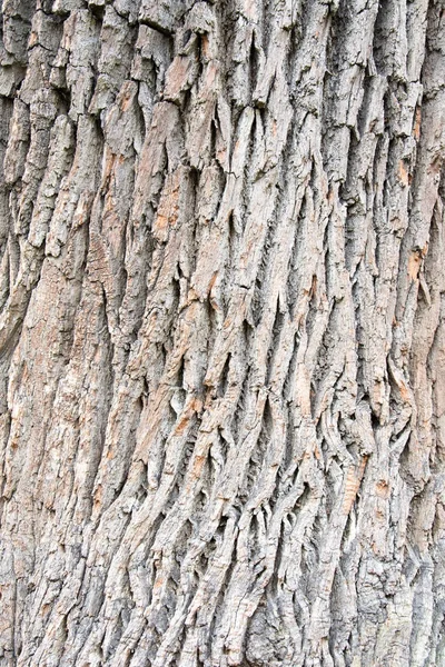 Poreuze Schors Van Een Oude Boom — Stockfoto