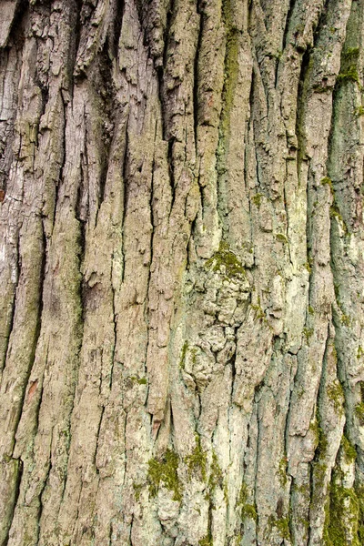 Kůra Stromu Pokrytými Mechem — Stock fotografie