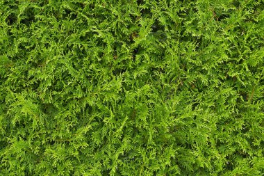 arkaplan olarak yeşil yapraklar