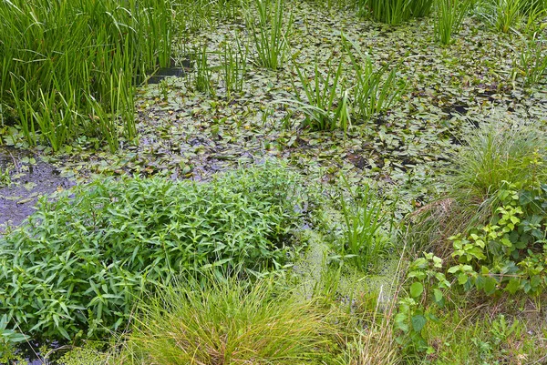 Green leaves of plants and water — Stock Photo, Image