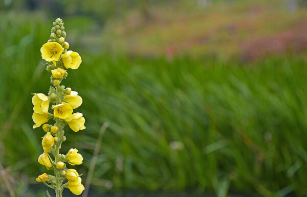 dark mullein plant