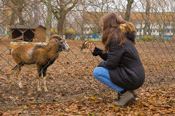 girl feeds animals in the park