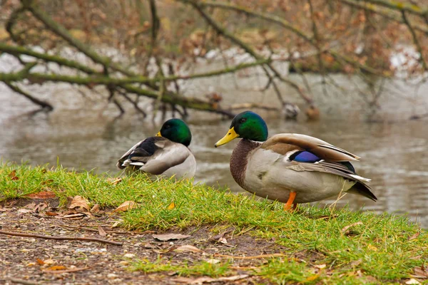 Divoká Kachna Břehu Jezera — Stock fotografie