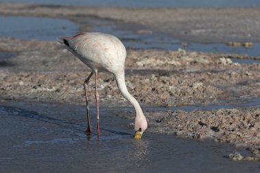 Bir and Flamingo closeup 