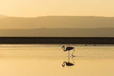 Atacama Salar, Şili batımında Flamingo siluet 